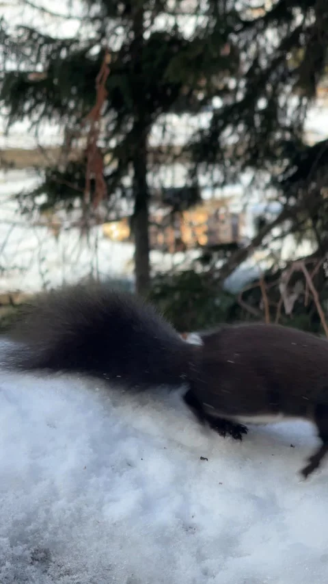Red squirrel running across snow in an alpine village, vertical Video stock 306362886