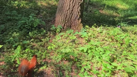 Red squirrel running and climbing pine tree in forest Stock Footage 318068010