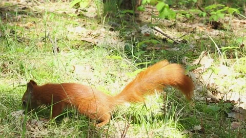 Red squirrel running and jumping actively across natural grass meadow Stock Footage 314265403
