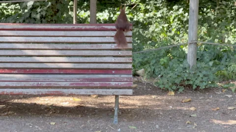 Red squirrel running and jumping onto wooden bench in park, tracked shot Stock Footage 332353519
