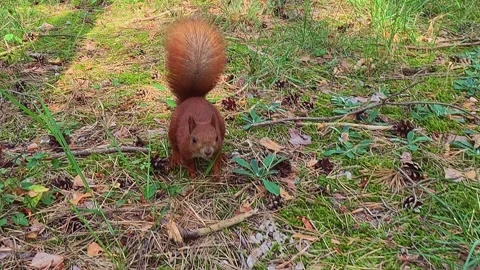 Red squirrel running and pausing across forest ground Stock Footage 318067911