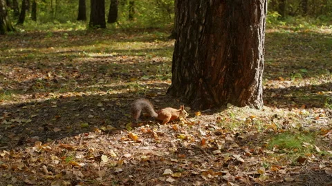 Red squirrel running and searching for food in a forest Stock Footage 311837729