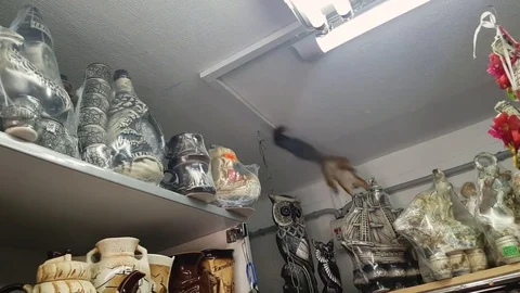 Red squirrel running around the shop in panic 스톡 동영상 79746939