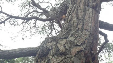 Red squirrel running in the branches of a large pine tree Stock Footage 119308304