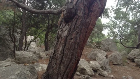 Red squirrel running in the branches of a large pine tree 3 Stock Footage 119308584