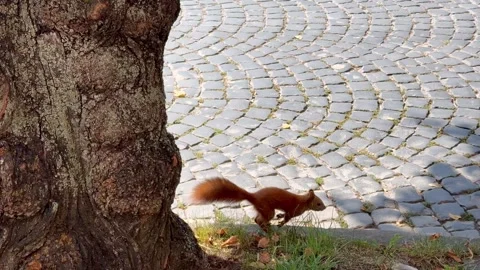 Red squirrel running on cobblestone street Stock Footage 282402641