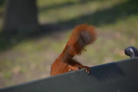 Red squirrel running off a park bench Stock Photos