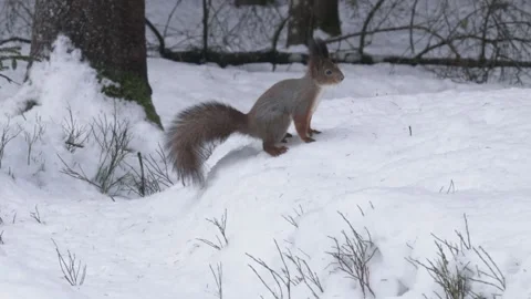 Red Squirrel running on a snow drift Stock Footage