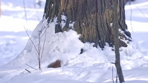 Red squirrel running on snow. Stock Footage 330501541