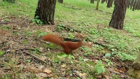 Red squirrel running through forest between trees outdoors Stock Footage 314265178