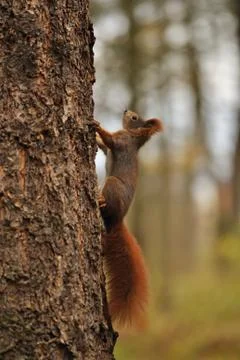 Red squirrel running on tree Stock Photos