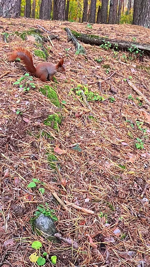 Red squirrel running uphill in pine forest Stock Footage 321767722