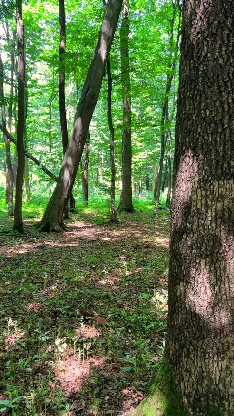 A red squirrel runs among the trees in the forest. Vertical video. Stock-Footage 317410152