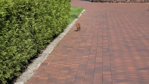 Red squirrel runs down Video stock 100289187