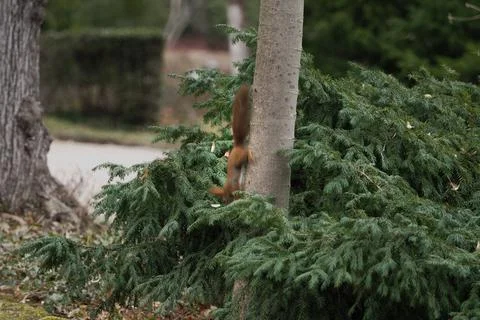 A red squirrel runs down a tree in Jena Foto stock