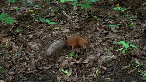 A red squirrel runs on the ground and pokes his face under last year's leaves Stock Footage 198151671