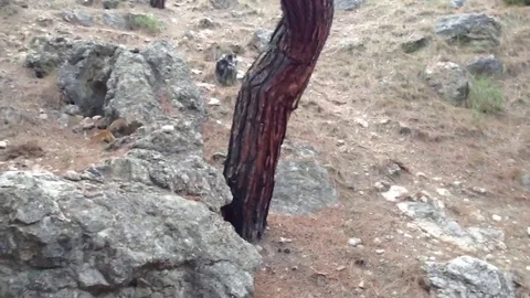 Red squirrel runs through the coniferous forest and jumps on stones and trees Stock Footage 119307786