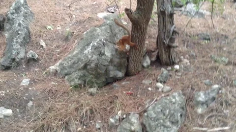Red squirrel runs through the coniferous forest and jumps on stones and trees 2 Stock Footage 119307825