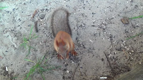 A red squirrel on the sand Stock Footage 252482892