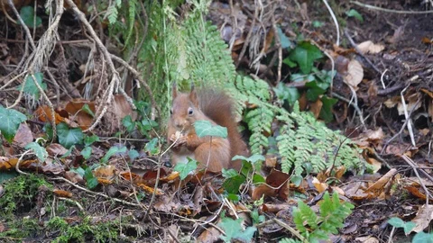Red squirrel Scirius vulgaris sitting on woodland floor eating acorn Stock Footage 108071653