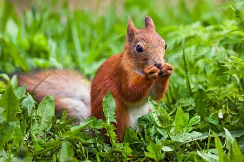 Red squirrel (Sciurus) standing on hind legs and eating Stock Photos