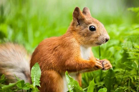 Red squirrel (Sciurus) standing on hind legs Stock Photos