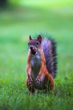 Red squirrel (Sciurus) standing on hind legs Stock Photos