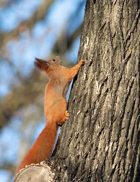 Red squirrel, Sciurus vulgaris. An animal climbs up the trunk of a tree in .. Stock Photos