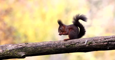 Red Squirrel Sciurus Vulgaris brown rodent perched on a tree branch eating acorn Stock Footage 239102111