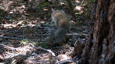 Red Squirrel Sciurus Vulgaris brown rodent getting down of a tree and sitting on Stock Footage 302829119