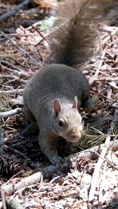 Red Squirrel Sciurus Vulgaris brown rodent getting down of a tree and sitting on Stock Footage 303492553