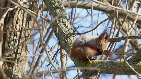 Red squirrel (Sciurus vulgaris)  cleans its tail Stock-Footage 73377717