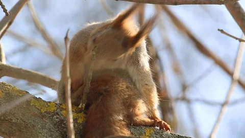 Red squirrel (Sciurus vulgaris)  cleans its tail Stock-Footage 73437290