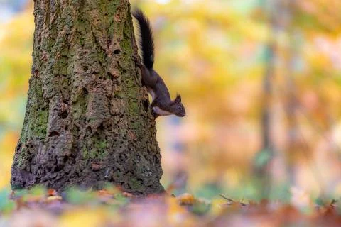 Red squirrel (Sciurus vulgaris) climbing a tree in an autumn forest Stock Photos