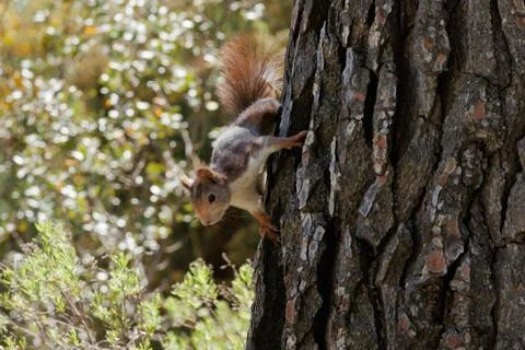 Red squirrel, Sciurus vulgaris, climbing down pine tree bark in Alcoy Stockfoto's
