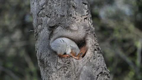 Red squirrel (Sciurus vulgaris) drinks rainwater from a tree hollow. Slow motion Stock-Footage 307285711