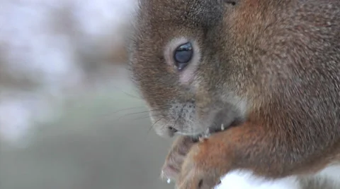 Red squirrel - sciurus vulgaris - eating a nut in winter. Closeup. Stock Footage 32575813