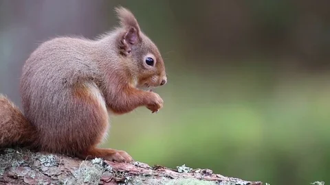 Red Squirrel (sciurus vulgaris) eating a hazel nut Stock Footage 72943467