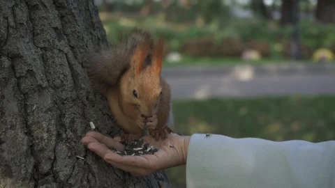 Red squirrel (Sciurus vulgaris) eating from a hand of a women in the city park Stock Footage 98487786