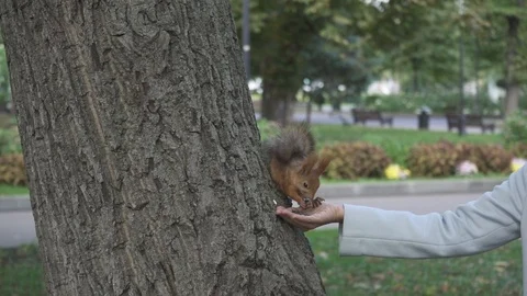 Red squirrel (Sciurus vulgaris) eating from a hand of a women in the city park Stock Footage 98487858