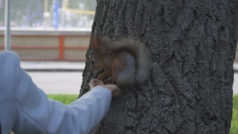 Red squirrel (Sciurus vulgaris) eating from a hand of a women in the city park Stock Footage 98487887