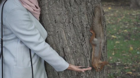 Red squirrel (Sciurus vulgaris) eating from a hand of a women in the city park Stock Footage 98487940