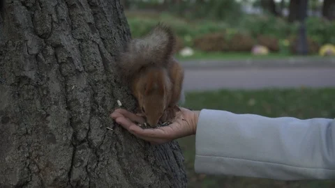 Red squirrel (Sciurus vulgaris) eating from a hand of a women in the city park Stock Footage 98488037