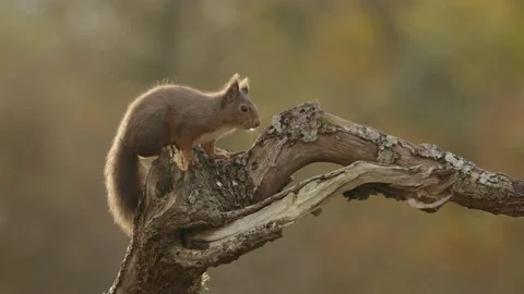 Red Squirrel (Sciurus Vulgaris) eating nuts , Scotland Stock Footage 168749555