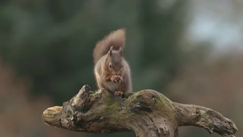 Red Squirrel (Sciurus Vulgaris) eating nuts , Scotland Stock Footage 168749586