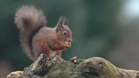 Red Squirrel (Sciurus Vulgaris) eating nuts , Scotland Stock Footage 168749922