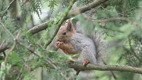 Red Squirrel Sciurus vulgaris Eating Hazelnut on a Branch in Snowfall. Slow Moti Video stock 309332844