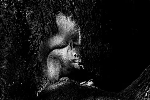 Red squirrel, sciurus vulgaris, eating peanuts, Isle of Wight, Hampshire Photos