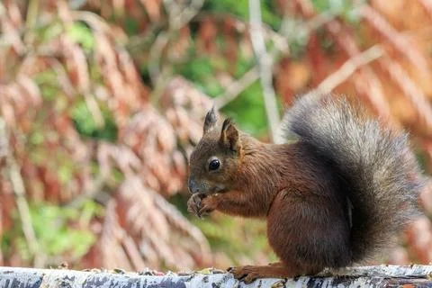 Red squirrel (Sciurus vulgaris) eating close-up Stock Photos