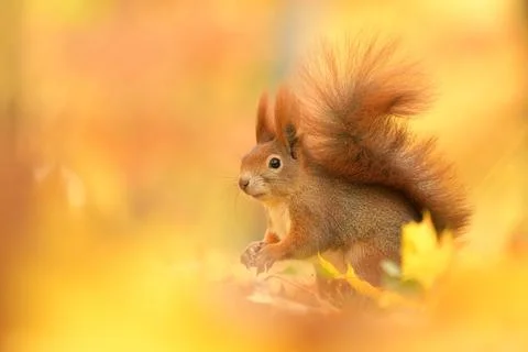 Red squirrel Sciurus vulgaris eurasian cute darling forest meadow animal red Stock Photos